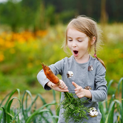 An excited child harvesting a large carrot from the garden