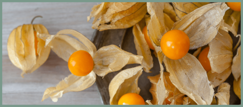 A featured blog post image of ripe ground cherries in their husks
