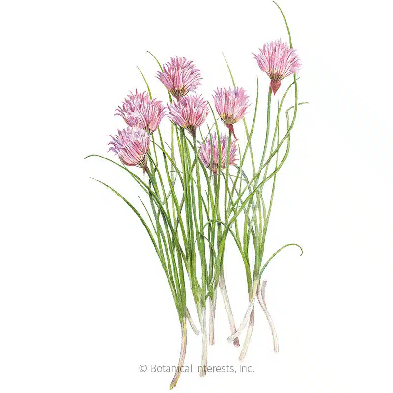 5031i_Chives-Common