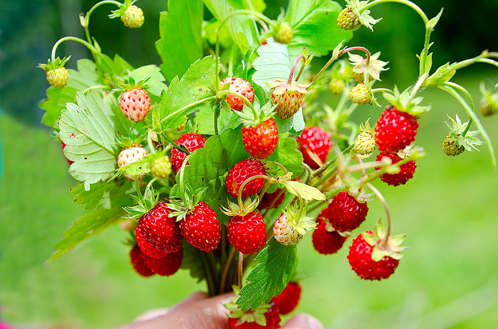 Picture of a hand holding a bunch of alpine strawberry plants.