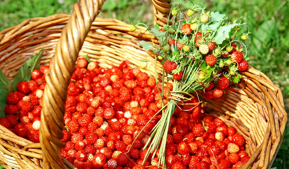 A bushel of alpine strawberries harvested in a harvest basket