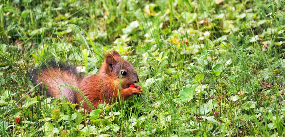 Breakfast of a little squirrel. A squirrel cub sits in a clearing and eats a strawberry berry. The kid is clearly visible in the grass. Green natural background with a squirrel