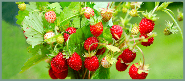 Alpine Wild Strawberries_Featured Image