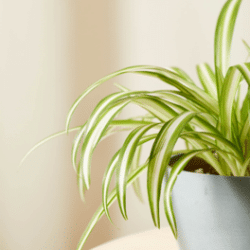 Bloomscape_Where to Buy_Spider Plants