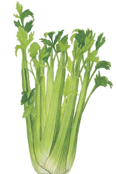 Botanical Interest_celery_Kale Companion Plant Seeds