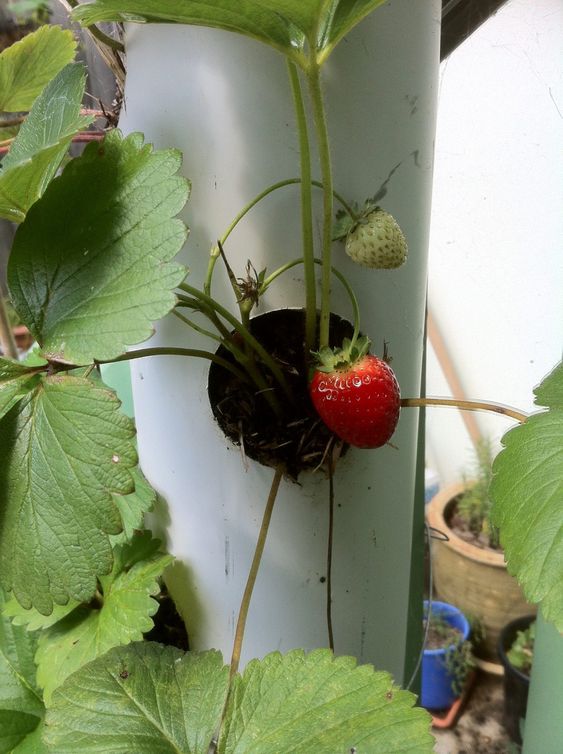 DIY Strawberry Pipe Towers