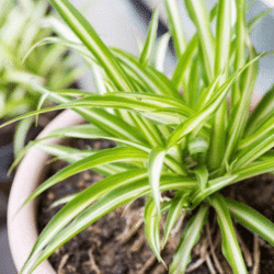 Fast Growing Trees_Spider Plant_Wheretobuy