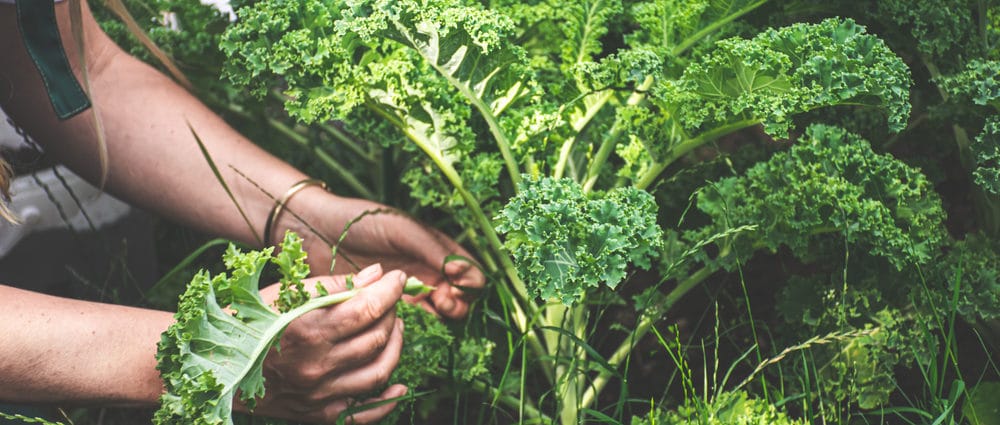 Kale,Seedlings,In,The,Garden.