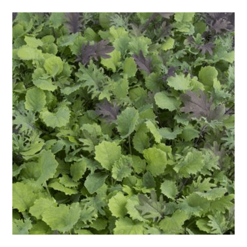 Picture of densely grown baby kale leaves of various types.