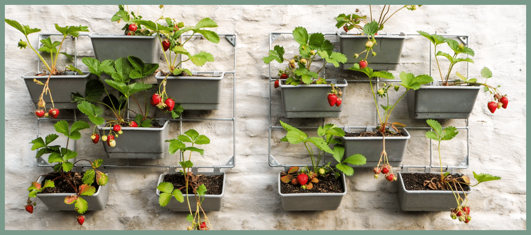 strawberry garden ideas