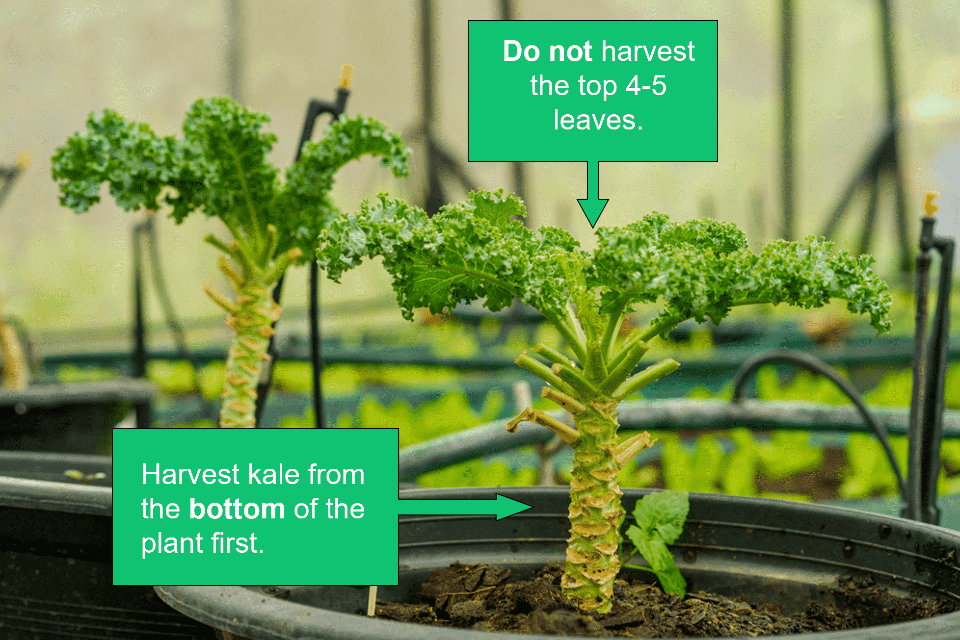 Picture showing where to harvest on a kale plant to avoid killing the plant.