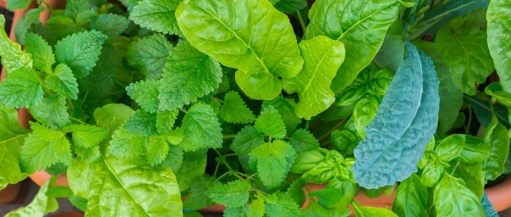 Companion,Planting:,Organic,Heirloom,Tuscan,Kale,Edible,Plant,With,Sturdy