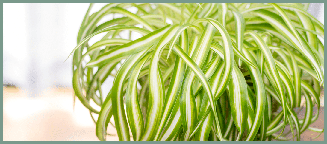 Beautiful Indoor Baby Spider Plant Chlorophytum comosum (Green) x 1  Spiderette