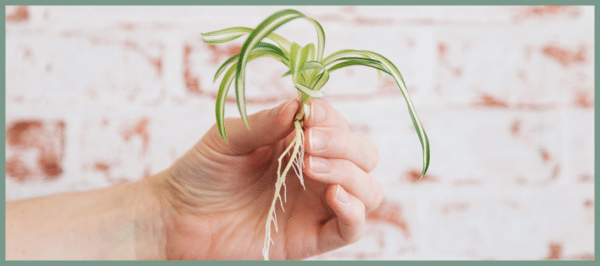Spider Plant Propagation_Featured Image