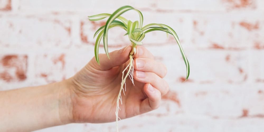 Chlorophytum,Comosum,-,Spider,Plant,Cutting,With,Roots,Held,In