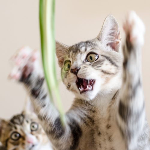 cat attacking spider plant