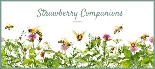 Strawberry Companion Plant_Featured Image_final