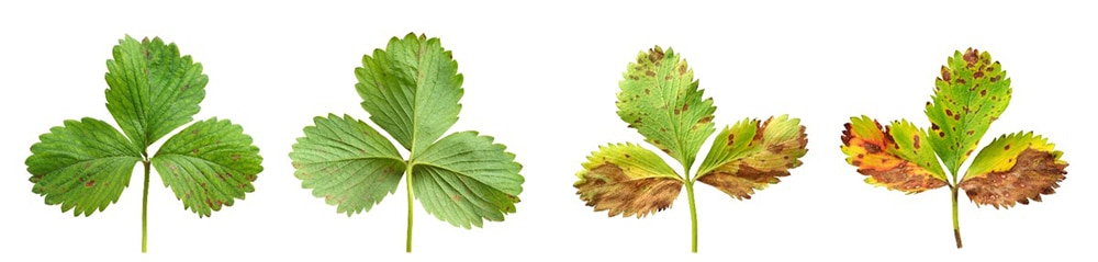 Strawberry Leaf diseases_combined2