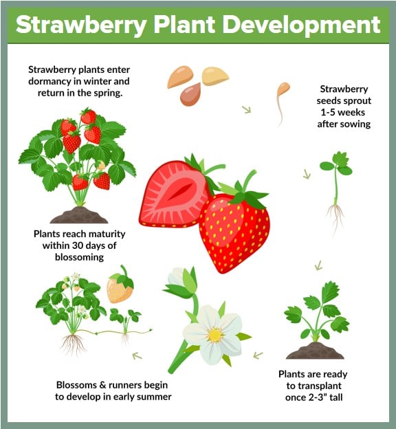 Strawberry Plant Development Infographic