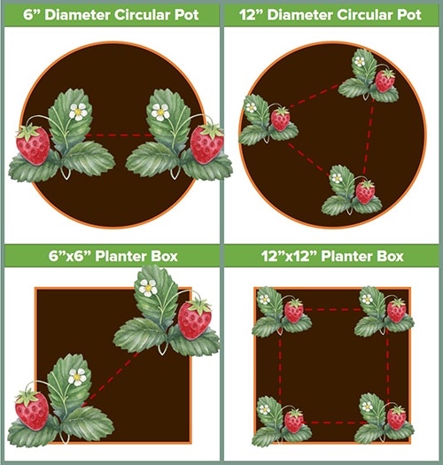 Diagrams of examples of strawberry spacing in six inch and 12 inc containers