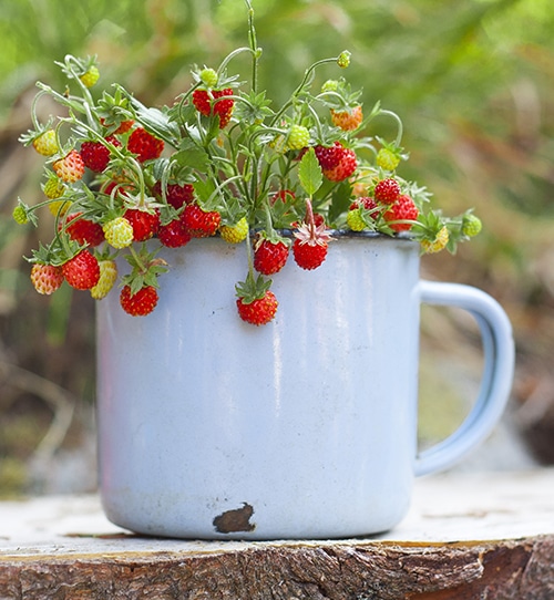 Image of a large coffee mug with wild strawberries growing from it.