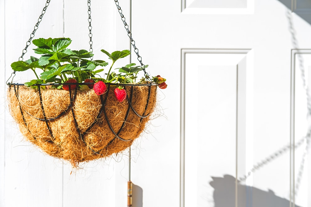 Picture of a strawberry plant with ripe strawberries hanging in a coconut coir basket at the doorstep of a home.