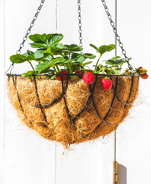Hanging strawberry planter