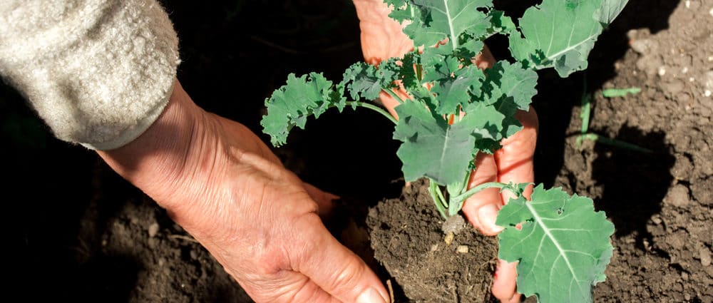 Picture of a person's hands transplanting a young kale plant into the ground.