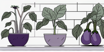 A garden scene with eggplants thriving next to their companion plants