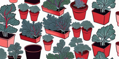 Red ursa kale plants thriving in various sizes of containers and pots