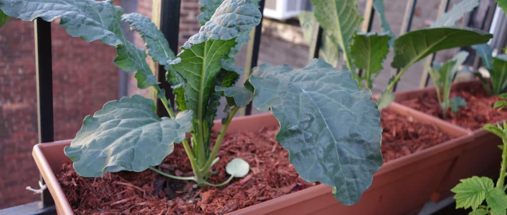 photo of kale plants growing in pots on a balcony