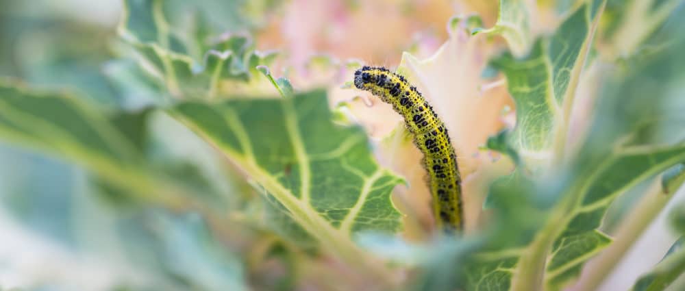 Ornamental,Kale,Head,Damaged,By,Larva,Of,Cabbage,White,Butterfly