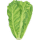 lettuce