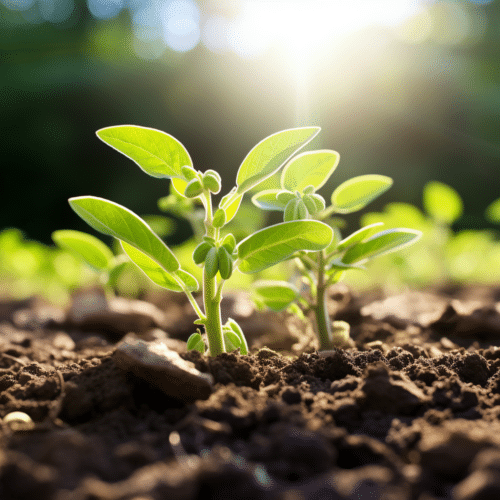 Growing Soybeans A Comprehensive Guide How To Grow Everything