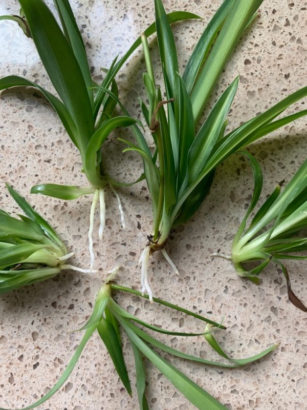 Propagate Spider Plants Babies, Roots & Seeds How To Grow Everything