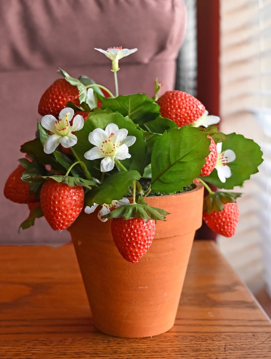 Strawberry plant grown in flower pot