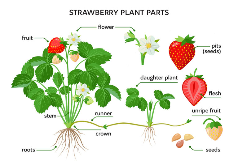 Growing Big, Juicy Strawberries Anywhere - How To Grow Everything