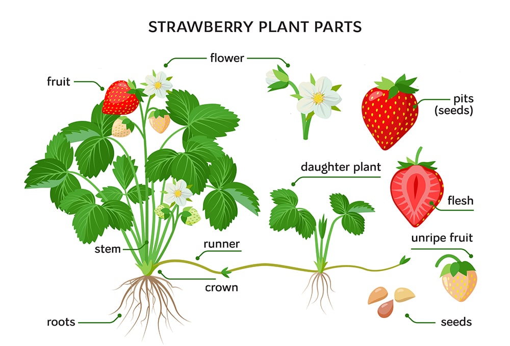 Illustration of the lifecycle of a strawberry plant from seed to fruiting plant.
