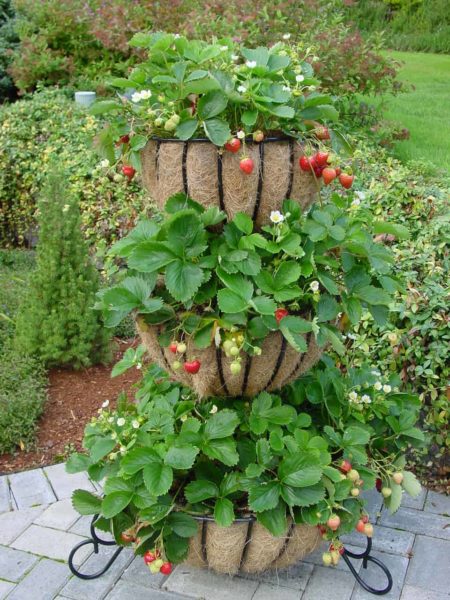 Picture of a 3 tier strawberry tower planter.