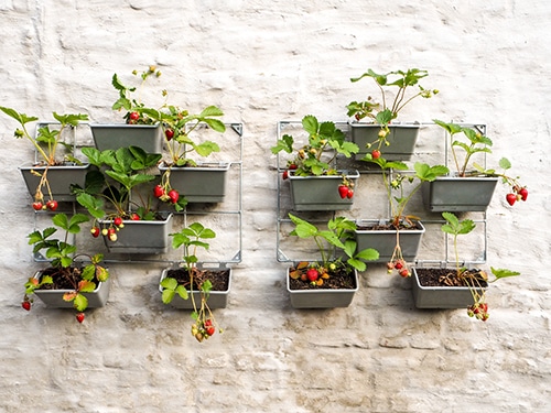 Rows of strawberry plants in a vertical garden hanging on a wall in a small patio