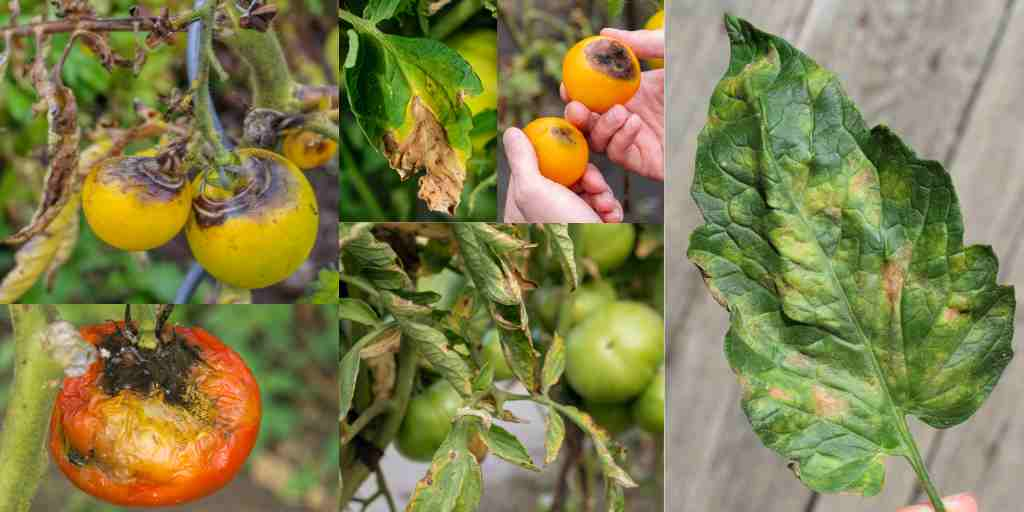 tomato diseases