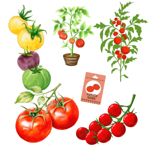 tomato types