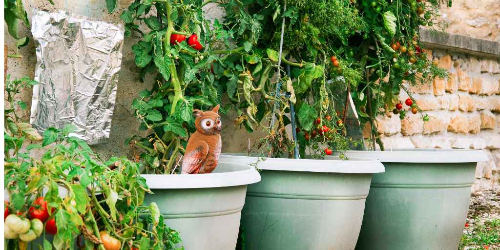 tomatoes in pots